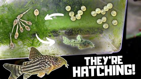 cory eggs|how many eggs for cory catfish.